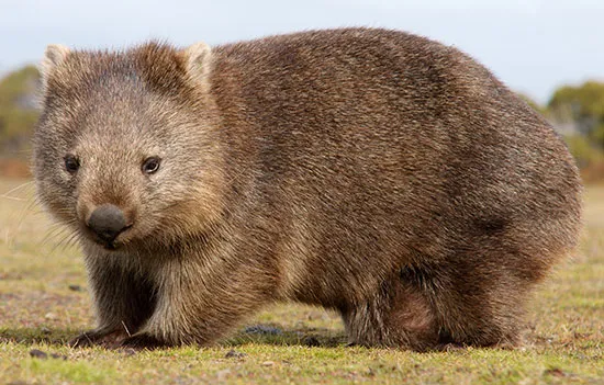 Un wombat caminant per l'herba